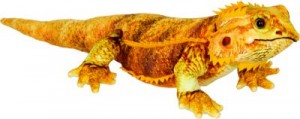 Bartagame - Nature Zoom Wild