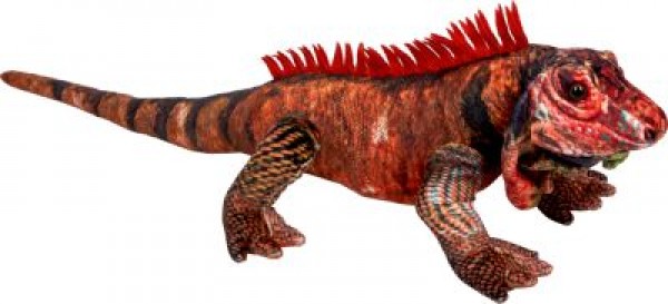 Roter Leguan Nature Zoom Wild